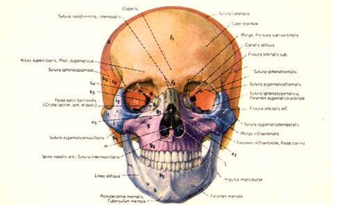 phrenology2.jpg